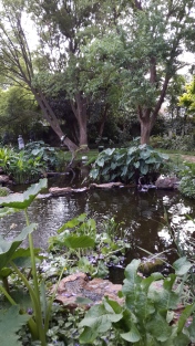 A Beechwood pond.